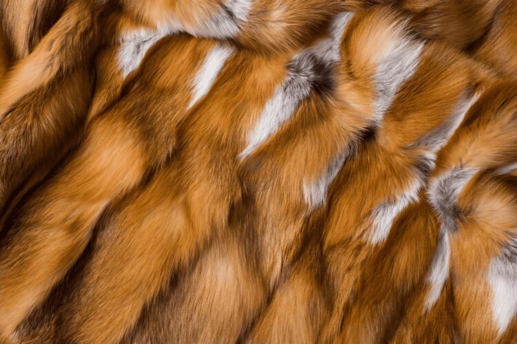 Red Fox Fur Blanket