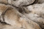 Coyote (AB Colour) Fur Blanket