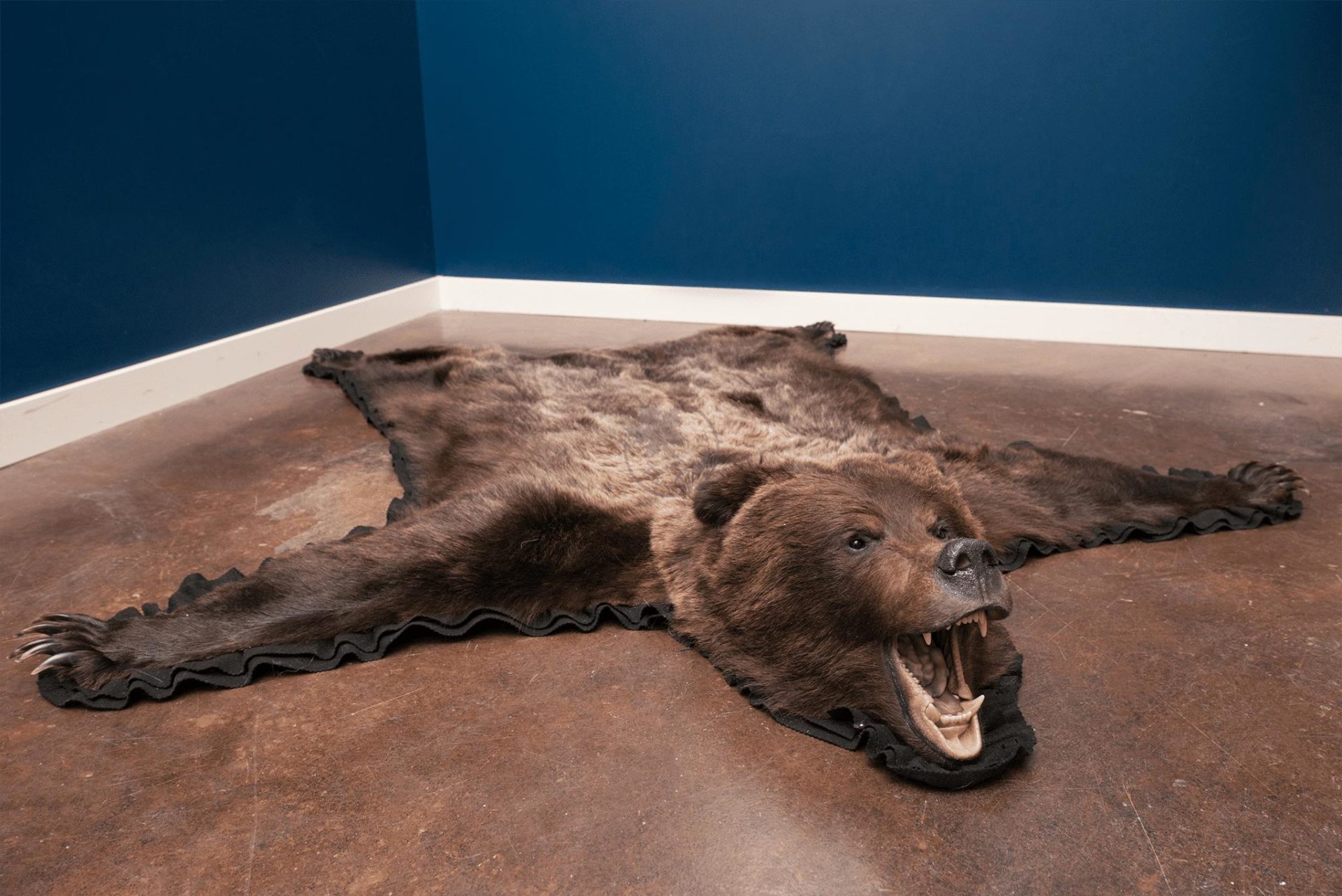 Grizzly Bear Skin Rugs Furcanada, Faux Fur Bear Skin Rug With Head