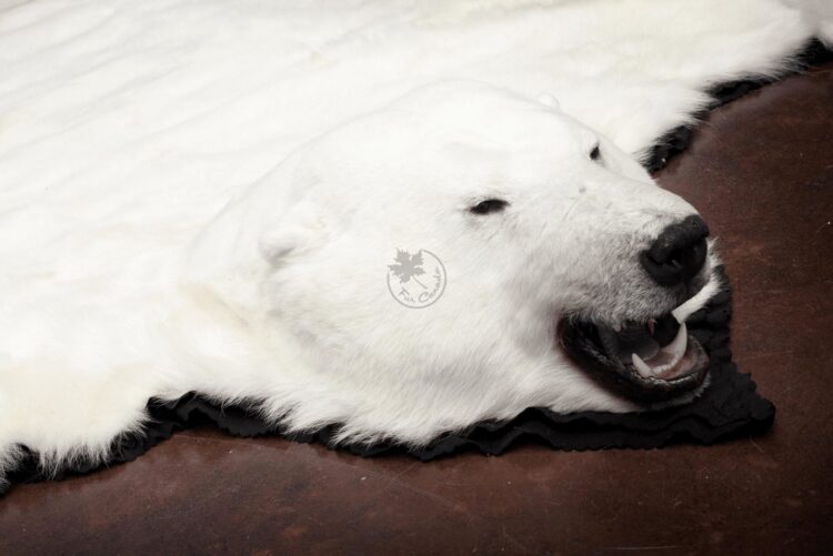 Polar Bear Skin Rug