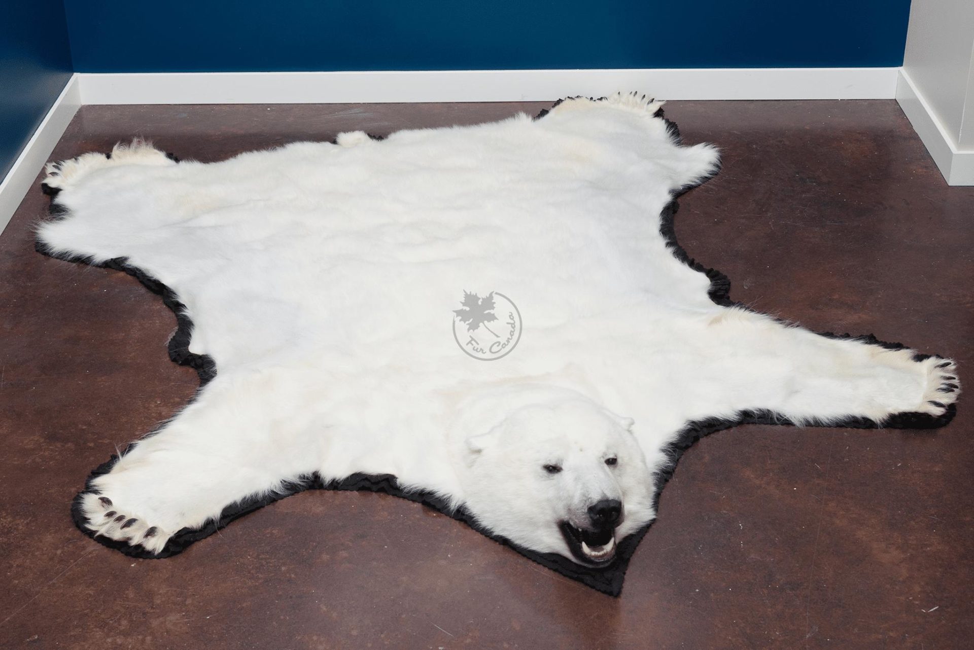 Polar Bear Skin Rugs Furcanada, Real Bear Skin Coat With Head. 