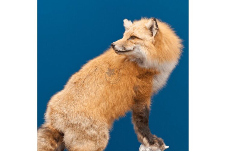 Red Fox Wildlife Mount