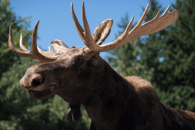 Moose Wildlife Mount - Full Mount