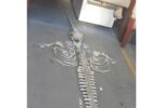 Narwhal Skeleton