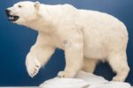 Polar Bear Wildlife Mount