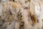 Coyote Pieces Fur Blanket