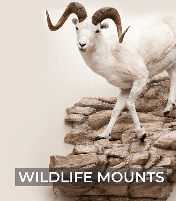 Wildlife Mounts
